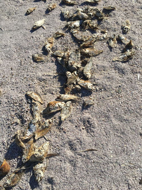 Salton Sea Area - 2015-2020 Photos (newer photo)